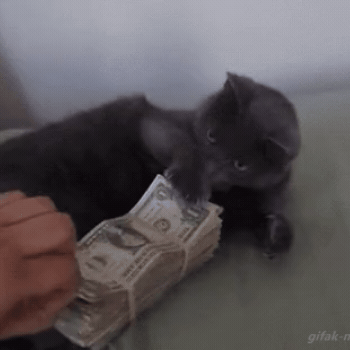 cat-money-autoédition